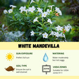 2 White Mandevilla Plants Live, Indoor Outdoor Plant, 4-6 Inch Tall