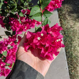 2 Magenta Red Bougainvillea Plants Live, Garden Plant, 5-7 Inch Tall