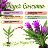 2 Purple Ginger Live Plants, Ornamental Flowering Ginger Plant for Indoor Outdoor, Colorful Blooming Gingers 4-6 Inches