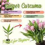 2 Light Pink Ginger Live Plants, Ornamental Flowering Ginger Plant for Indoor Outdoor, Colorful Blooming Gingers 4-6 Inches