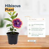 Purple Hibiscus Live Plant, Live Starter Plant, 5-7 Inch Tall