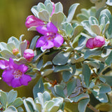 4 Salvia Sage Live Plants, Hardy Flower Plant, 4-6 Inch Tall