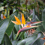 Set 3 Orange Bird of Paradise Live Plant 4-7 Inch Tall