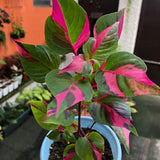 4 Pink Green Alternanthera Plants Live, Color Foliage, 3-6 Inch Tall
