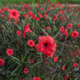 6 Red Mexican Petunia Live Plants, Perennial Plant, 4-6 Inch Tall