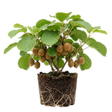 2 Hardy Kiwi Plants Live, Berry Vine Plant, 4-6 Inch Tall