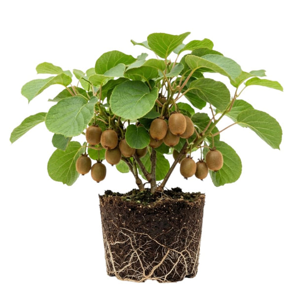 2 Hardy Kiwi Plants Live, Berry Vine Plant, 4-6 Inch Tall