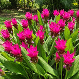 2 Pink Ginger Live Plants, Ornamental Flowering Ginger Plant for Indoor Outdoor, Colorful Blooming Gingers 4-6 Inches