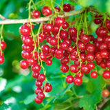 3 Red Currant Plants Live, Plugs Size for Planting Outdoor, 3-5" Fast-Growing Currant Bush for Spring Growing, No Pot