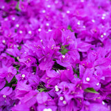 Purple Bougainvillea Plant Live, Patio Flower Vine, 4-6 Inch Tall, 4" Pot