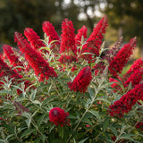 2 Red Buddleia Live Plants, 5-9" Butterfly Bush for Outdoor Gardens