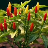 Red Pepper Chili Live Plant, 4-7 Inch Tall, 4 Inch Pot