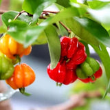 Live Surinam Cherry Tree Live Plant 4–7" Tall