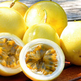 Yellow Live Passion Fruit Plant, Well-Rooted Starter Plant, 4-6 Inch Tall