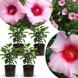 4 Pink Red Hibiscus Plants Live, Tropical Flower Plant, 4-8 Inch Tall