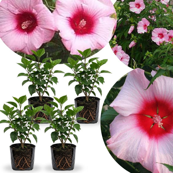 4 Pink Red Hibiscus Plants Live, Tropical Flower Plant, 4-8 Inch Tall