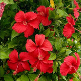 Pack 2 Red Hibiscus Plant 4-7 Inch Tall