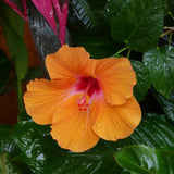Orange Hibiscus Live Plant, Home Garden Plant, 4-6 Inch Tall