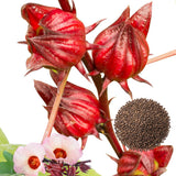25 Heirloom Red Hibiscus Roselle Seeds, Home Garden Plant