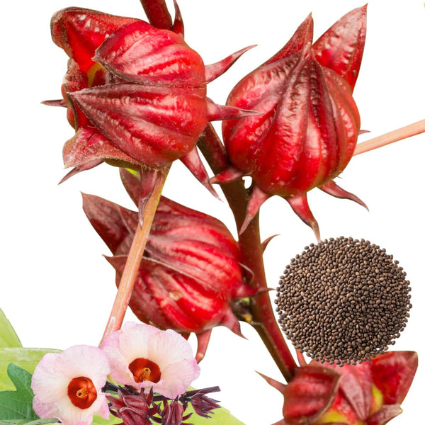 25 Heirloom Red Hibiscus Roselle Seeds, Home Garden Plant
