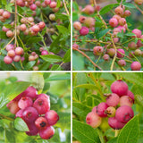 2 Pink Lemonade Blueberry Plants Live for Planting, 4-6 Inc Tall, Sweet Blueberry Bushes Live Plant, Fruit Tree, High Yielding, No Pot