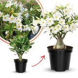 White Desert Rose Live Plant, Home Garden Plant, 4-6 Inch Tall
