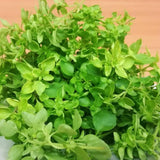 3 Greek Basil Plants, Sweet Basil Plants Live, 4-7 Inch Tall, 4 Inch Pot