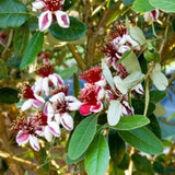 Pineapple Guava Tree Plant Live, Sweet Fruit Tree, 4-6 Inch Tall