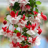 Fuchsia Live Plant, Patio Basket Flower, 4-8 Inch Tall, 5 Inch Pot