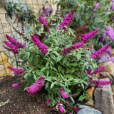 2 Raspberry Buddleia Live Plants, 5-9" Butterfly Bush for Outdoor Gardens
