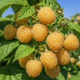 3 Fall Gold Raspberry Live Plants, Ready to Grow Plant, 4-6 Inch Tall