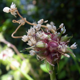 200 Egyptian Walking Onion Seeds for Planting, Garden Plant