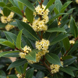 Set 2 Laurus Nobilis Bay Leaf Live Plant 4"