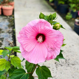 Set of 3 Hardy Hibiscus Live Plants, Red Pink Hibiscus Plant, 4–6" Tall
