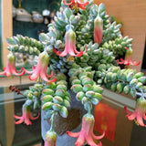 2 Trailing Cotyledon Pendens Live Plants, Houseplant, 2 Inch Pot