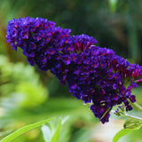Purple Butterfly Bush Live Plant, Well-Rooted Garden Shrub, 3-5 Inch Tall
