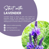 2 Purple Lavender Plants, Lavender Plants Live, 4-8 Inch Tall