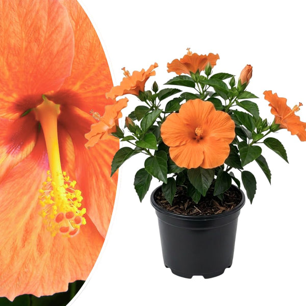 Orange Hibiscus Live Plant, Home Garden Plant, 4-6 Inch Tall