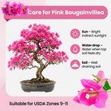 Pink Bougainvillea Plant Live, Patio Flower Vine, 4-6 Inch Tall, 4" Pot
