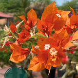 2 Orange Bougainvillea Live Plants, Garden Plant, 4-6 Inch Tall