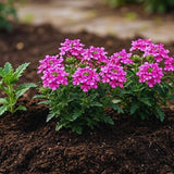 3 Pink Verbena Plants Live
