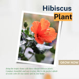 Orange Hibiscus Plant Live 5-7", in Pot