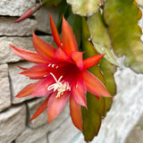 Orange Orchid Cactus Live Plant, Hanging Basket Cactus, 6-8 Inch Tall