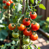 Red Cherry Tomato Live Plant 4-7 Inch Tall, 4 Inch Pot