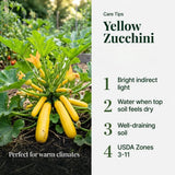 2 Yellow Live Zucchini Plants, Vegetable Plant, 4-6 Inch Tall, 4 Inch Pot