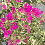 2 Variegated Bougainvillea Live Plants, Flowering Vine, 4-7 Inch Tall