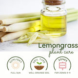 3 Lemongrass Plants Live, Home Garden Plant, 4-6 Inch Tall