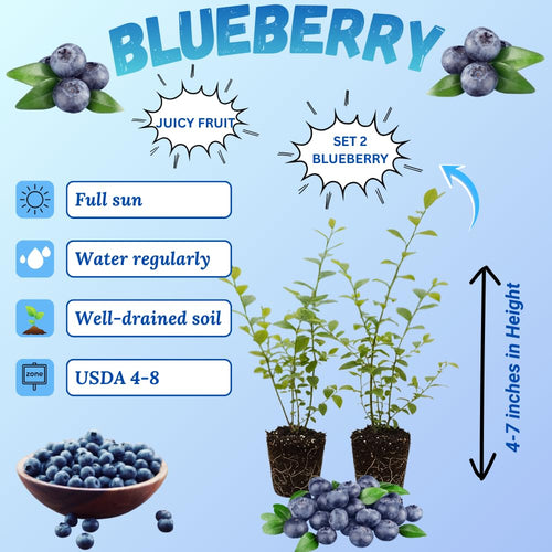 2 Biloxi Blueberry Plant Live, Blueberry Bushes Plant, 4-7 Inch Tall
