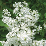 2 Purple Lilac Plants Live, Flower Bush, 4-6 Inch Tall, 4 Inch Pot