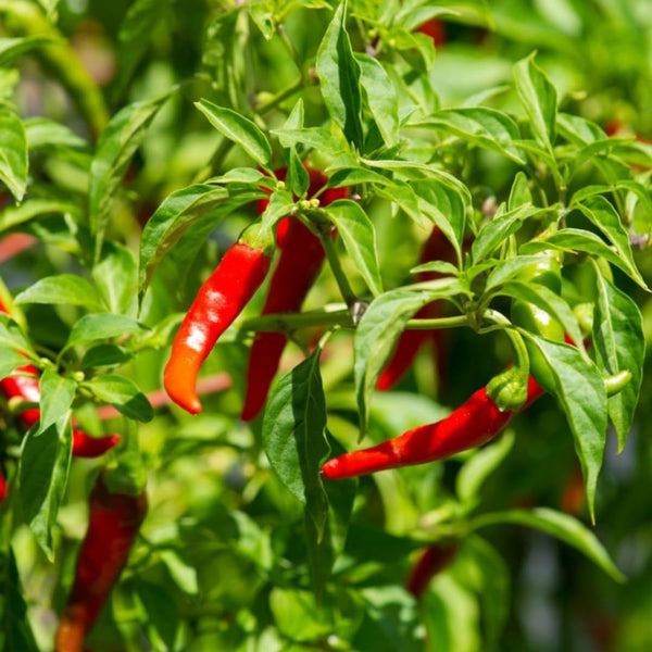 Red Pepper Plants Live, Live Seedling, 4-7 Inch Tall, 4 Inch Pot